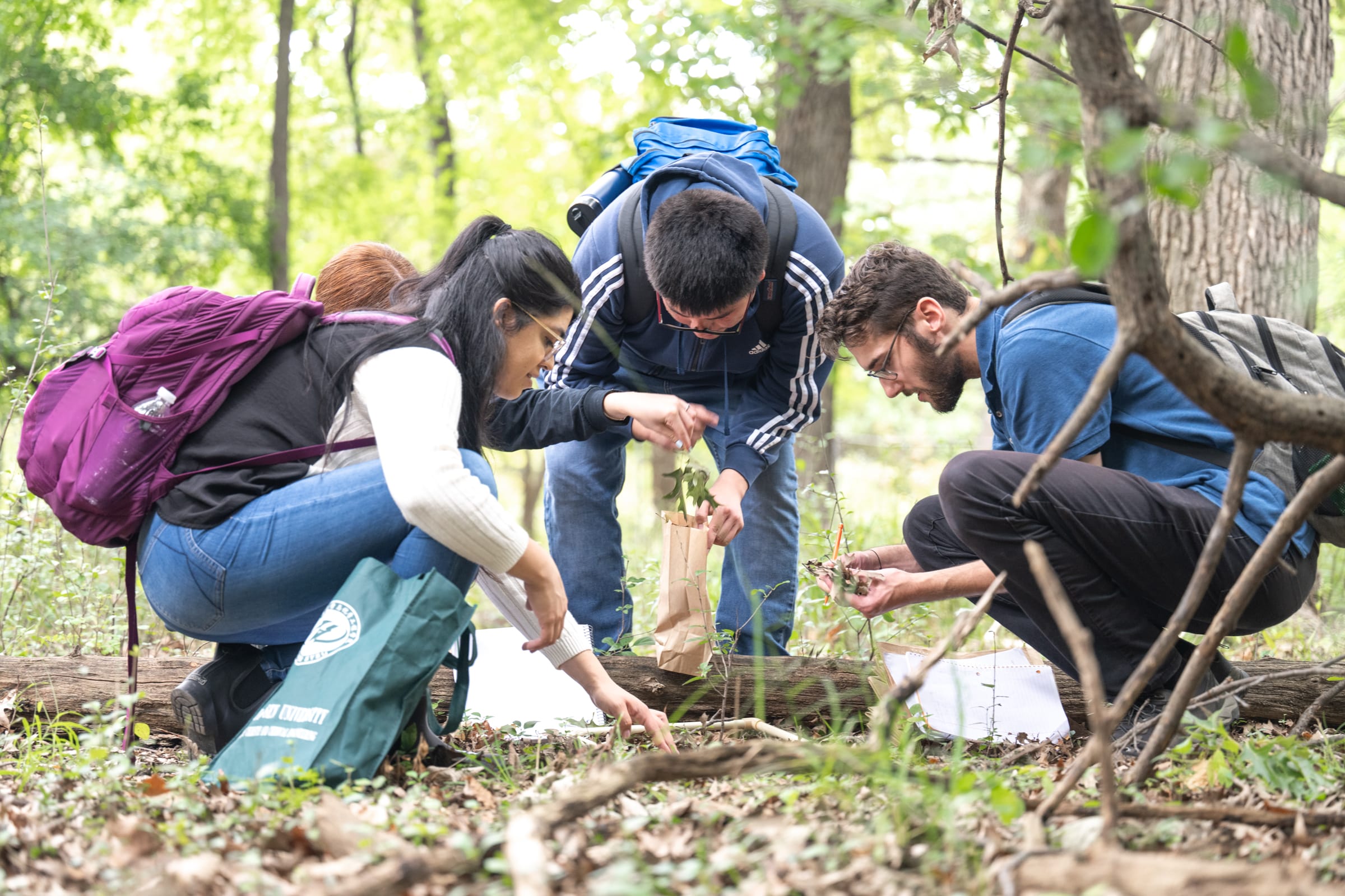 Four NEIU biology students collect plant and soil samples outdoors