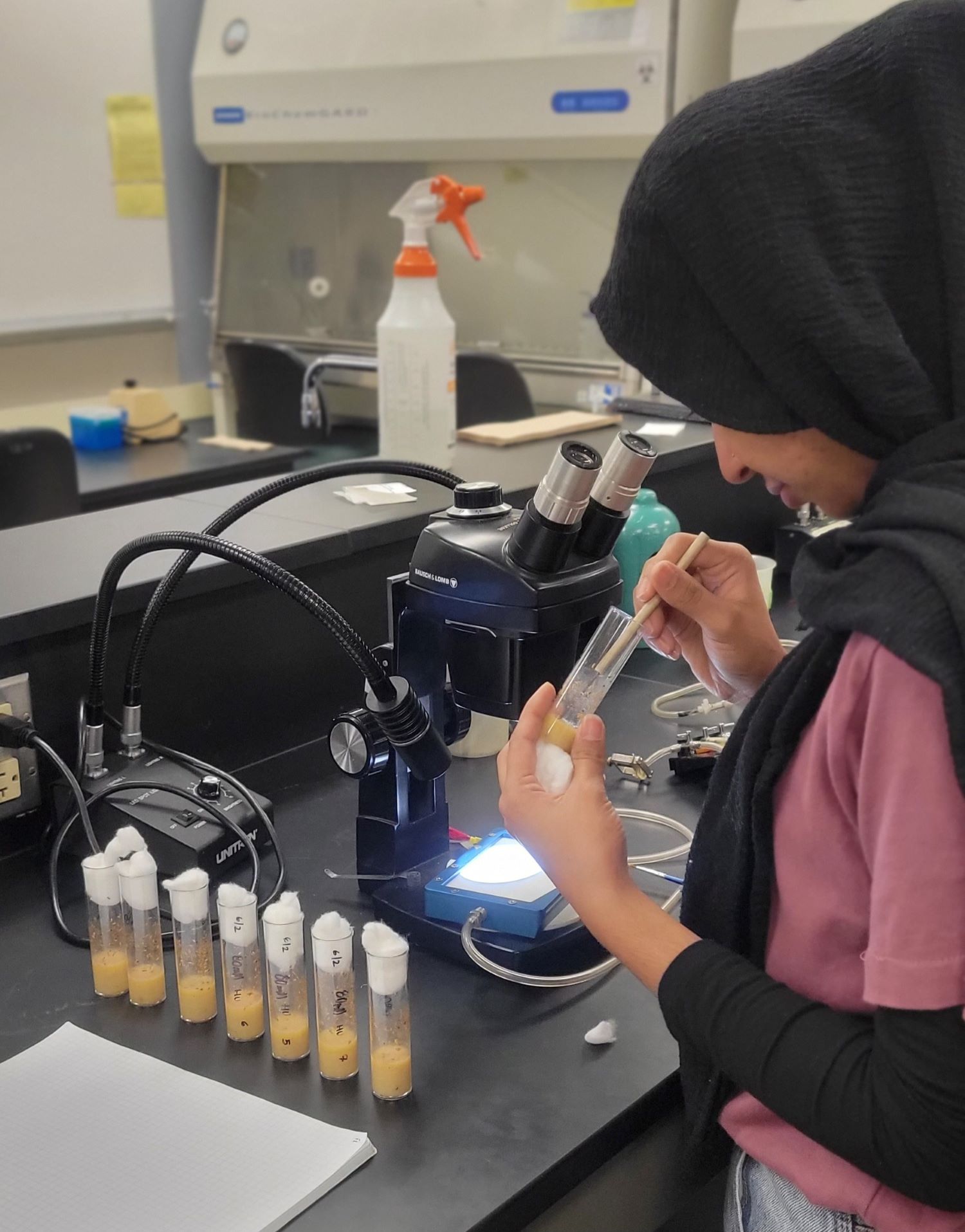 An SCSE summer research student working with fruit flies in the lab
