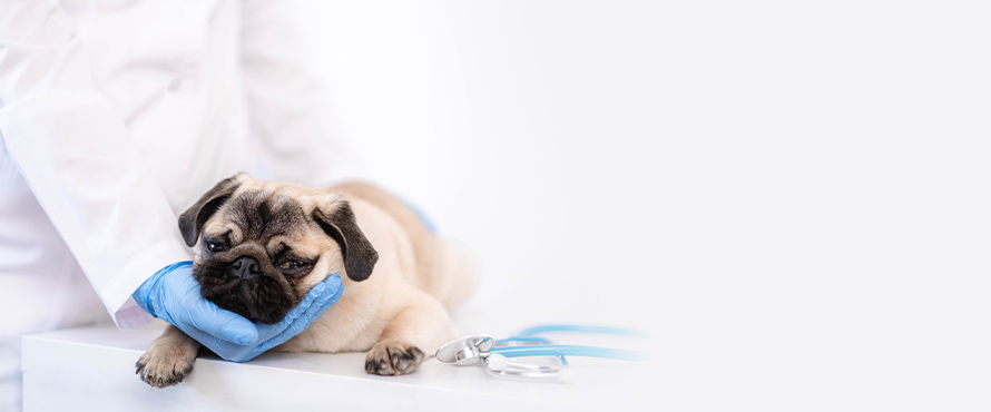 Pre-Veterinary Medicine