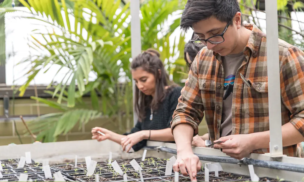 NEIU students checking plant sprouts