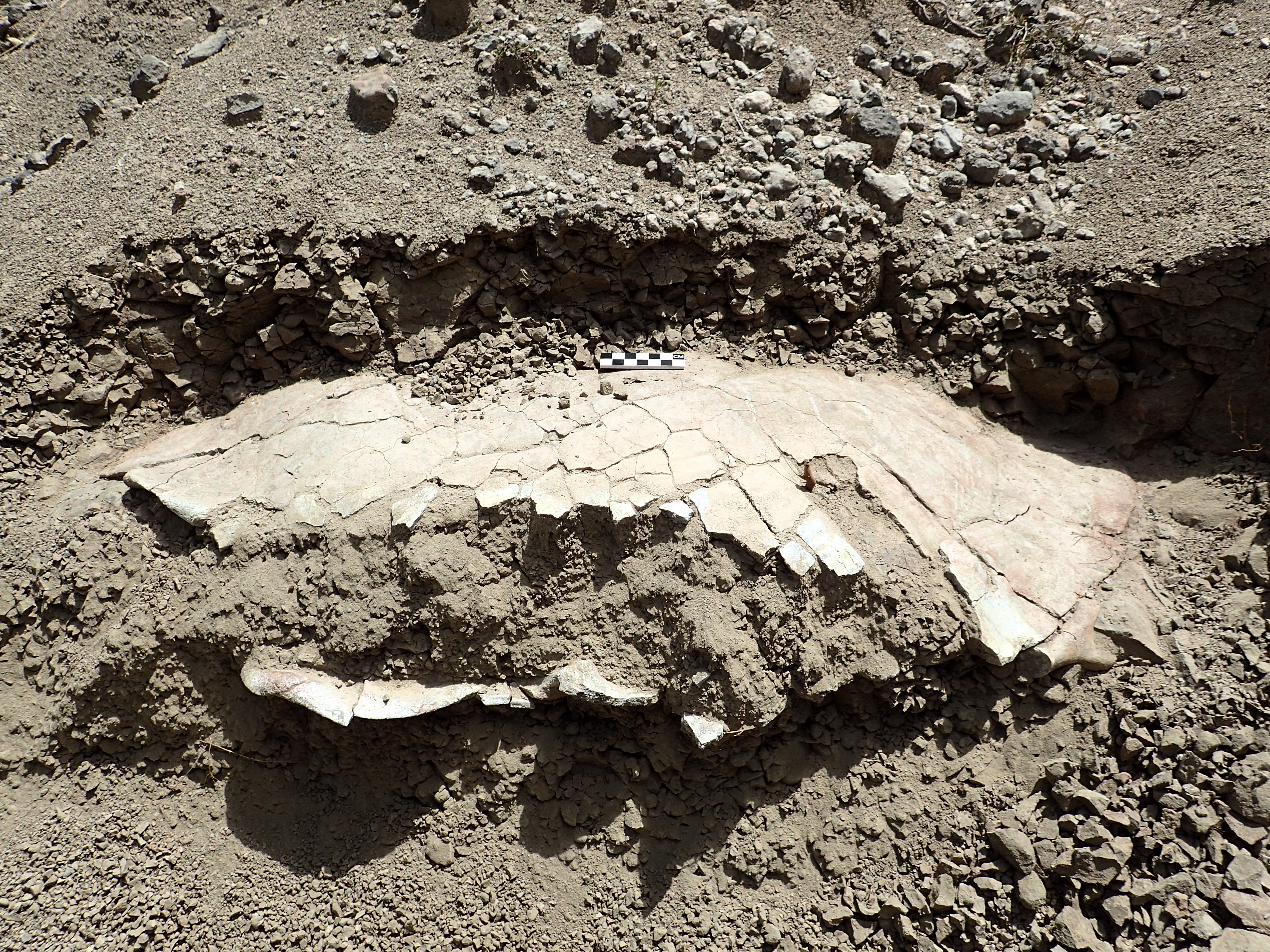 Partially exposed turtle fossil, Colombia's Tatacoa Desert, July 2014 (photo by Siobhán Cooke)