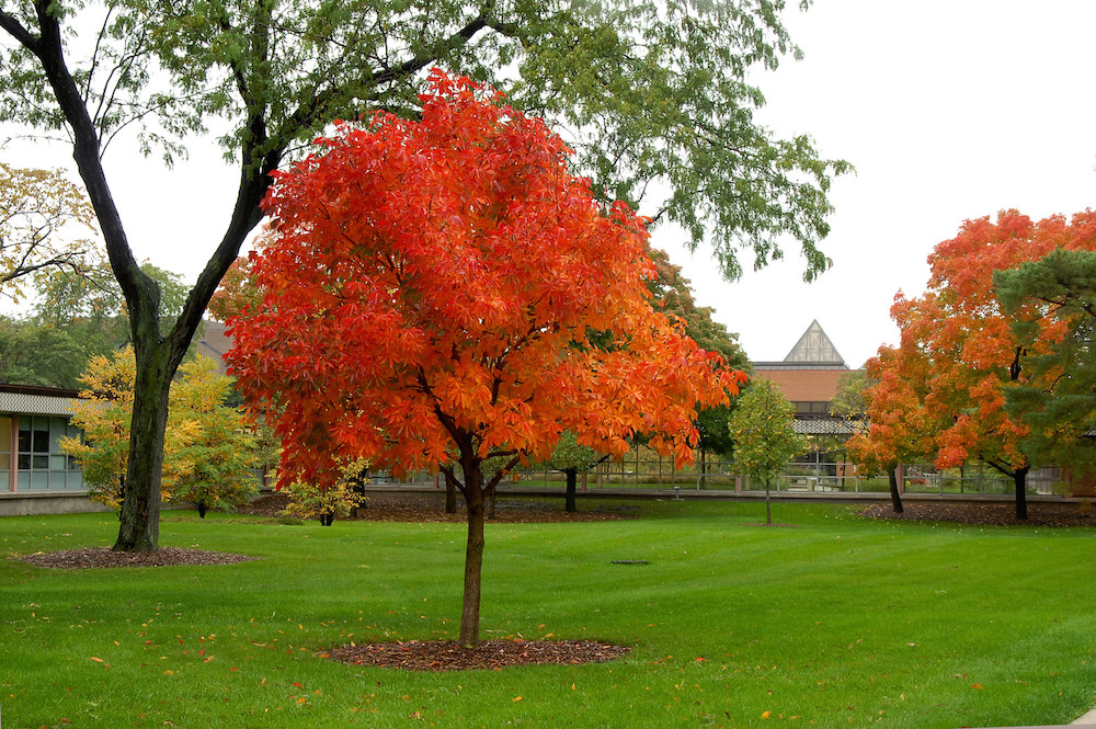 The leaves on the trees turn for autumn on the Main Campus.
