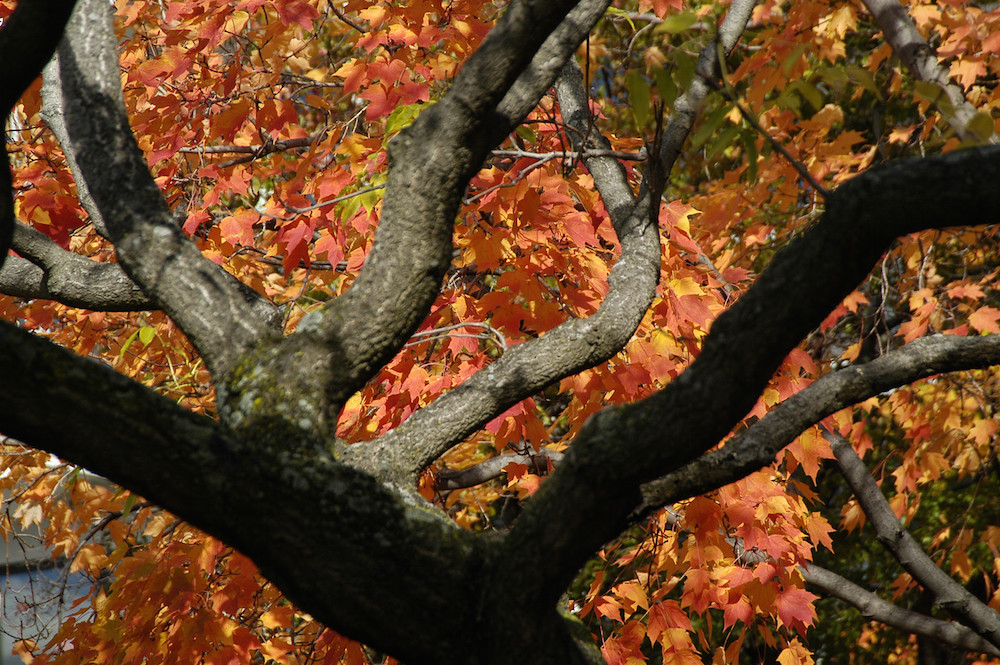 A tree in fall on the Main Campus