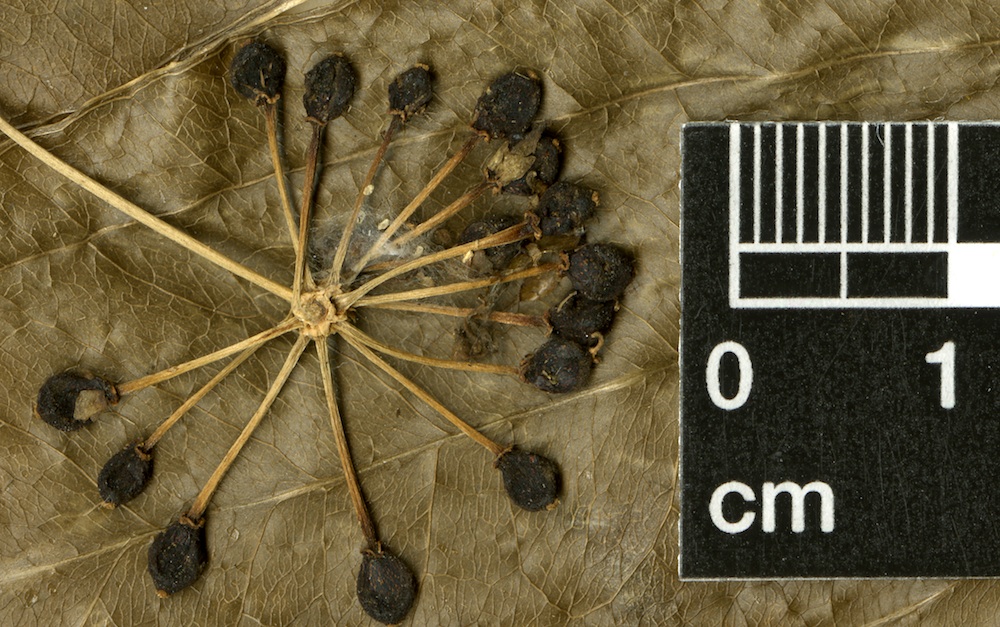 A close-up image of Smilax aristolochiifolia