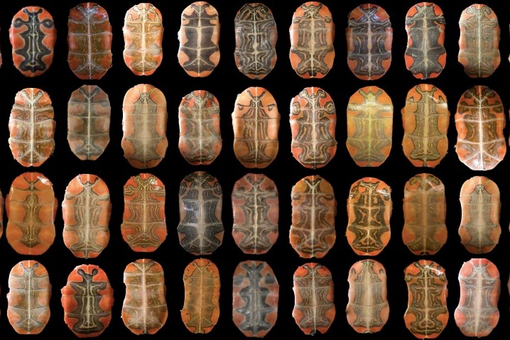 turtle