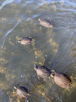 A group of painted turtles (Chrysemys picta), a widespread North American species of freshwater turtle.