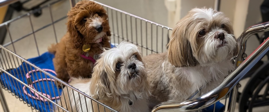 Puppies in a cart