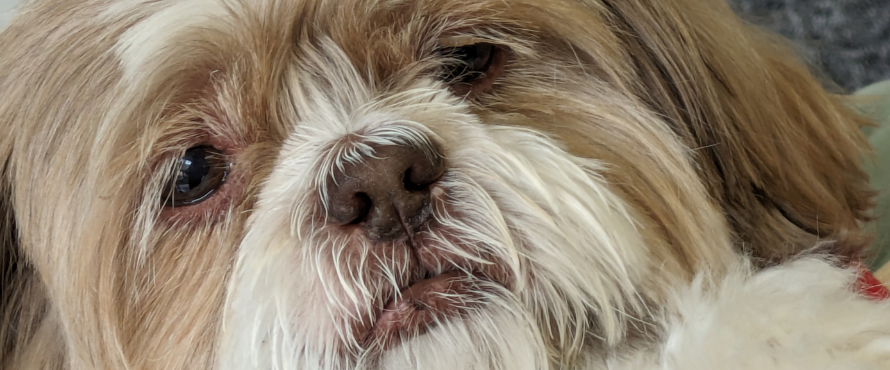 a close up image of one of the puppy therapists 