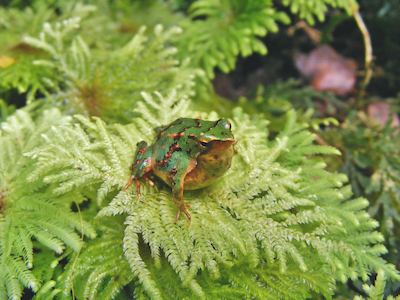 A photo of a brooding male Darwin’s frog (Rhinoderma darwinii). Photo by ONG Ranita de Darwin.