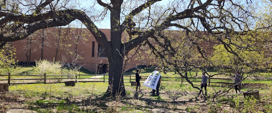 Nicholas Voss wears the Tree Campus USA flag as a cape near the Solitary Oak, a swamp white oak tree on the Main Campus that is more than 200 years old. He is accompanied by other students and participants on the Arbor Day tree tour.