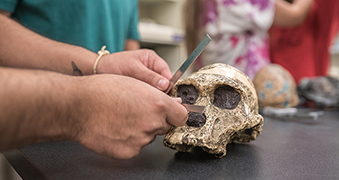 A Northeastern Anthropology student examining a skull. 