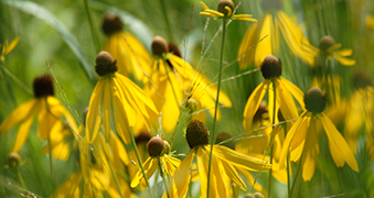 Yellow flowers