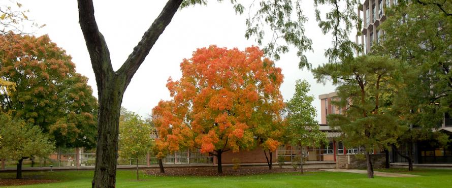 A maple tree in autumn with orange and green leaves stands to the south of the Sachs Building