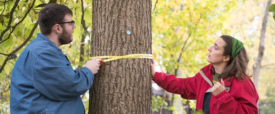 Two students use a measure to check the circumference of a tree.