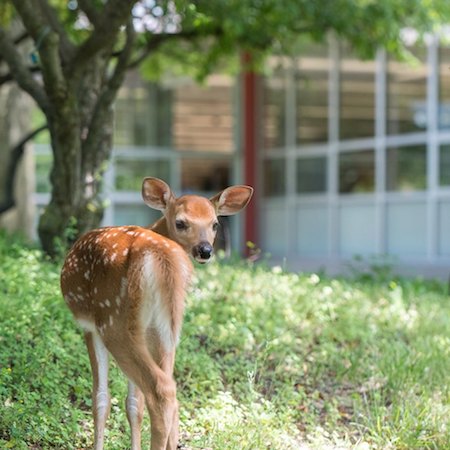 A deer looks back into the camera while standing on green grass.