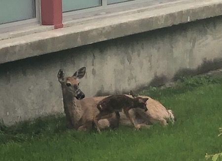 A doe and fawn recline on the lawn outside of COBM