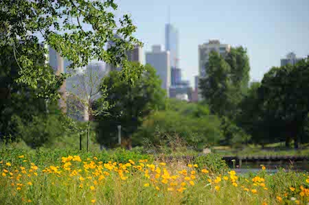 Yellow wildflowers in a field with the Chicago skyline in the background