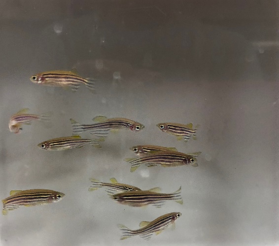 "Eleven zebrafish swim in a tank"